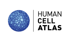 Opracowano pierwszy atlas komórkowy ludzkich mięśni ujawniający procesy molekularne stojące